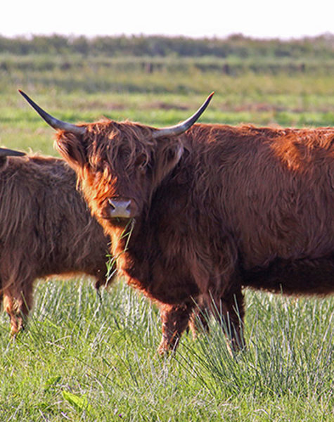 Krowy scottish highland w Czarnowie